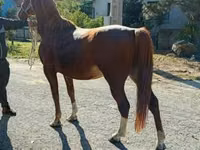 公马, Horses — 照片 2