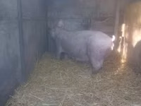 Sow, Pigs — photo 3