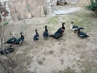 Ducks — الصورة 2