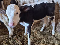 Cow, Russian Black pied cattle — photo 4