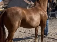 Caballo, Gidran — foto 5