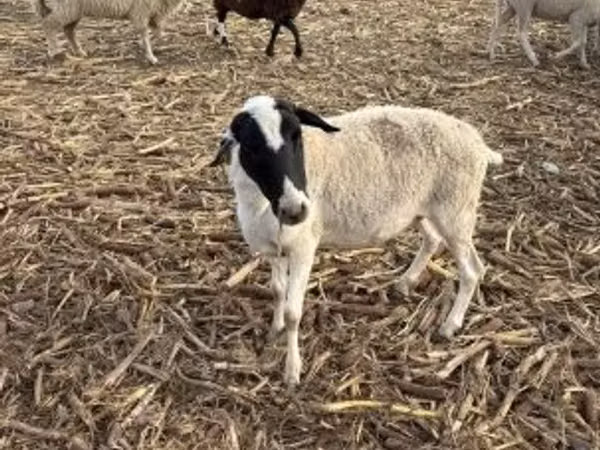 نعجة, Dorper sheep