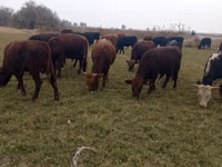 Bull, Swiss cattle — photo 3
