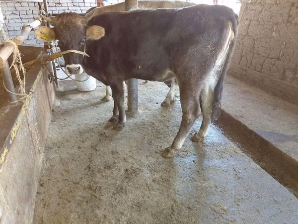गाय, Russian Black pied cattle