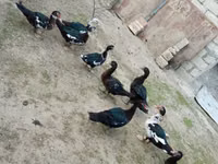 Ducks — الصورة 3