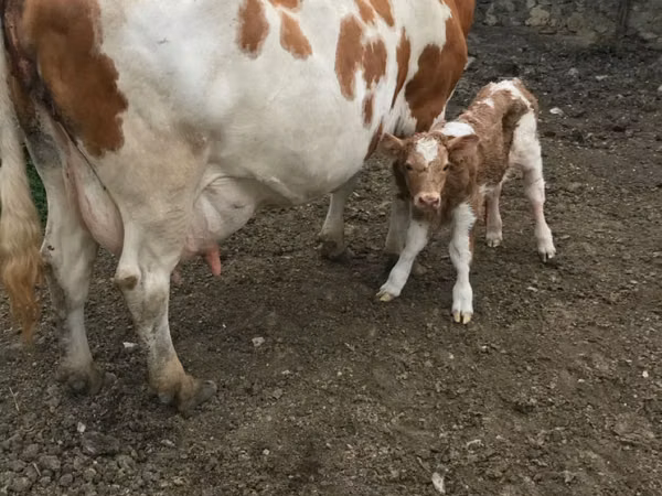 母牛, Cattle