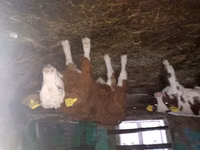 ثور, Simmental cattle — الصورة 2