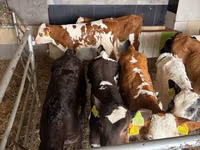 Ng'ombe (kikundi, jinsia haijatajwa), Russian Black pied cattle — picha 4