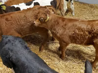 Ng'ombe dume, Ng'ombe wa Limousin — picha 3