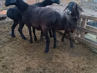 كبش, Edilbay sheep — الصورة 2