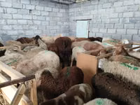 Oveja, Ovejas — foto 8