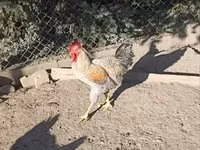 Chickens — फ़ोटो 6