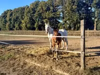 Faras, Lipizzaner — sawirka 8