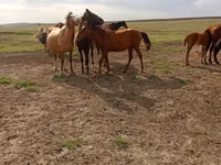 Caballo, Caballos — foto 4
