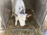 公牛, Holstein breed — 照片 4