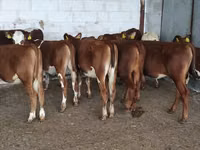 母牛, Holstein breed — 照片 4