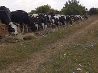 Bull, Cattle — photo 1
