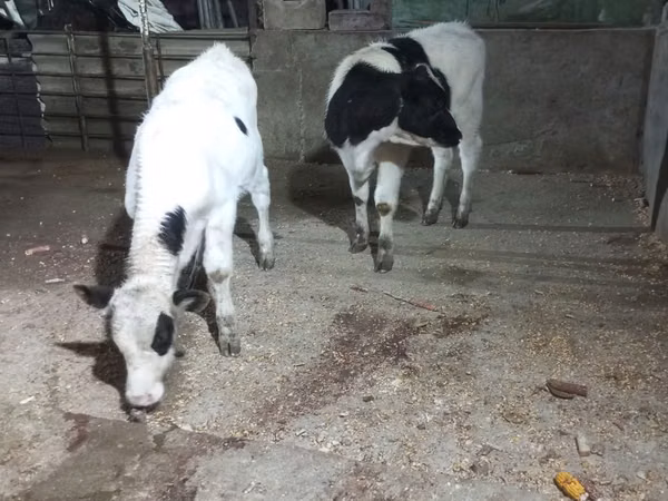 母牛, Russian Black pied cattle