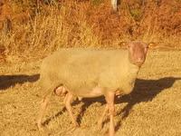 公羊, Rouge de l’Ouest sheep — 照片 2