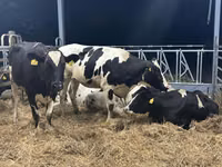 母牛, Holstein breed — 照片 7