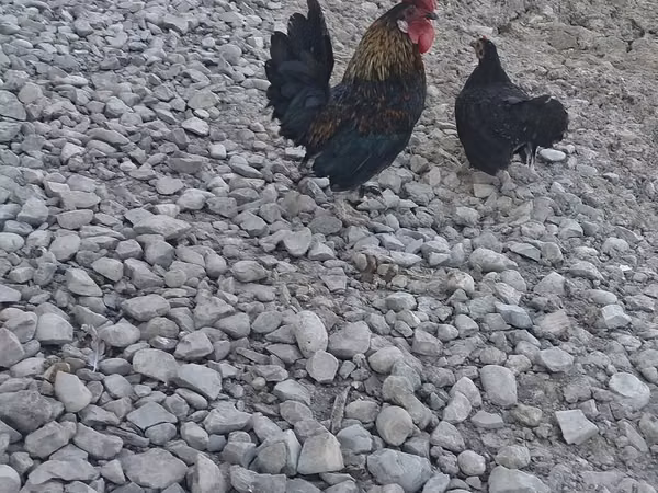 日本矮脚鸡