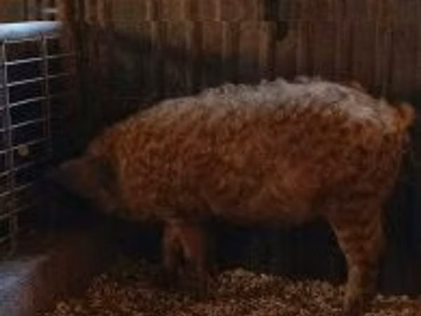 Boar, 