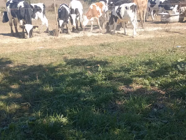公牛, Russian Black pied cattle