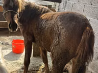 Faras dhaddig, Tatar horse — sawirka 2