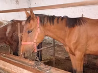 Hengst, Manipuri pony — Foto 8