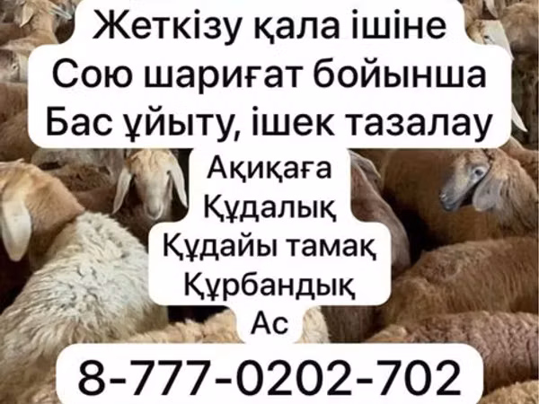 Sheep, Krasnoyarsk sheep