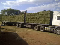 TOP QUALITY LUCERNE SQUARE BALES — फ़ोटो 3