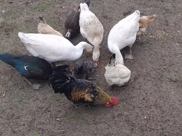 Chickens