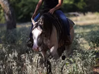 Stute, Quarter Horse — Foto 4