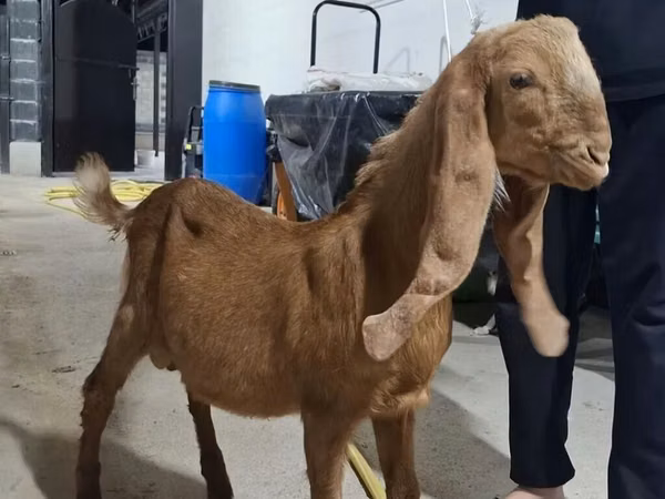 تيس, Kamori goats
