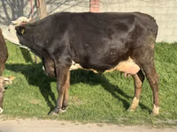 Vaca, Ganado vacuno — foto 2