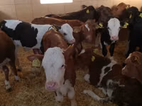 Ng'ombe dume, Simmental cattle — picha 2