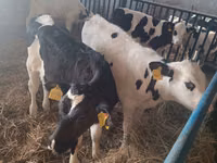 Toro, Russian Black pied cattle — foto 1