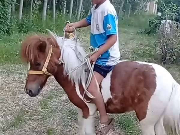 Stute, Shetland Pony