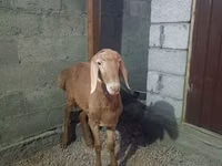 Ido, Rhon sheep — sawirka 8