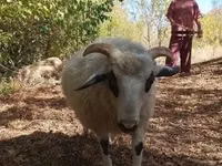 公羊, Racka sheep — 照片 5