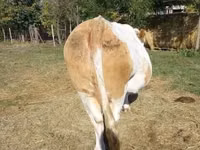 Cow, Simmental cattle — photo 6