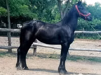 Mare, Friesian — photo 5