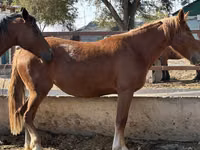 Mare, Arabian horse — photo 5