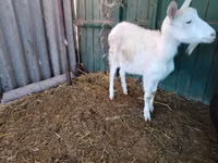 母山羊, Pomellata goat — 照片 8