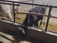 Bull, Cattle — photo 2