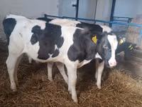 母牛, Russian Black pied cattle — 照片 6