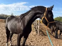 Horse (M), Horses — photo 5
