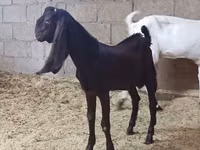 बकरी, Kamori goats — फ़ोटो 5