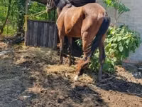母马, Horses — 照片 1