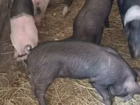 Sow, Pigs — photo 3